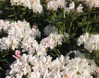 Hvid rhododendron