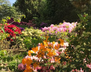 rhododendronbed